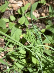 Bunium bulbocastanum