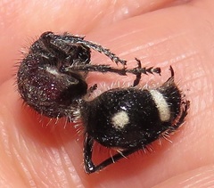 Dolichomutilla sycorax