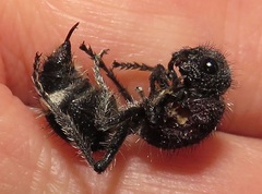 Dolichomutilla sycorax