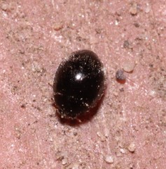 Stethorus pusillus