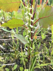 Spiranthes lucida