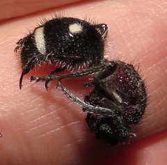 Dolichomutilla sycorax