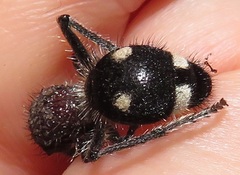 Dolichomutilla sycorax