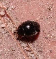 Stethorus pusillus