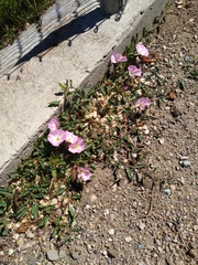 Convolvulus arvensis