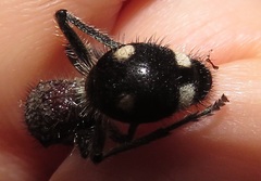 Dolichomutilla sycorax