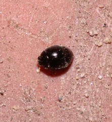 Stethorus pusillus