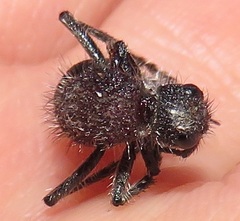 Dolichomutilla sycorax