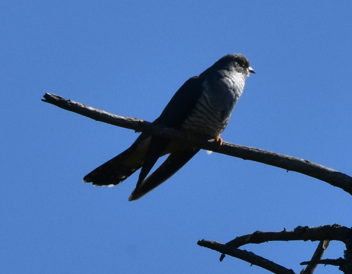 Oriental Cuckoo