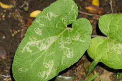 Phytomyza lappae