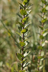 Inulanthera leucoclada