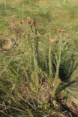 Inulanthera leucoclada