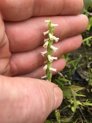 Spiranthes lucida