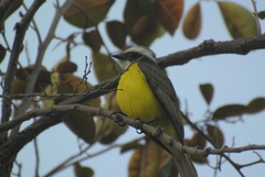 Myiozetetes similis