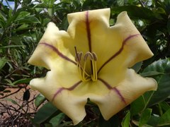 Solandra maxima image