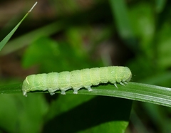 Orthosia cerasi