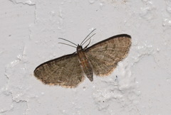 Eupithecia haworthiata