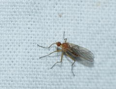 Empis stercorea