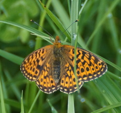Boloria euphrosyne