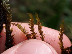 Hygrohypnum