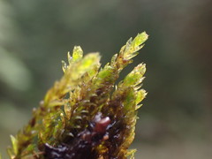 Hygrohypnum