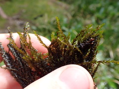 Hygrohypnum