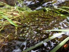 Hygrohypnum