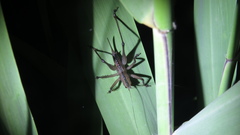 Hexacentrus fuscipes