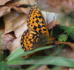Boloria euphrosyne