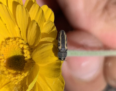 Acmaeodera ligulata