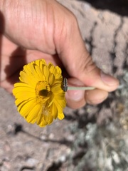 Acmaeodera ligulata