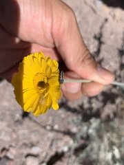 Acmaeodera ligulata