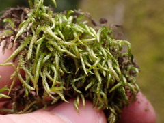 Pseudisothecium cristatum