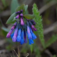 Mertensia longiflora
