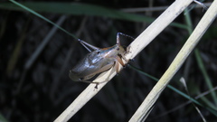 Hexacentrus fuscipes