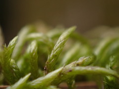 Pseudisothecium cristatum