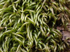 Pseudisothecium cristatum