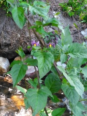 Solanum dulcamara