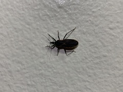 Triatoma rubida
