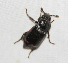 Nicrophorus pustulatus