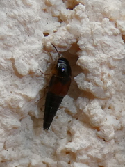 Tachyporus hypnorum