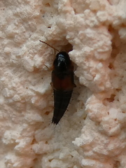 Tachyporus hypnorum