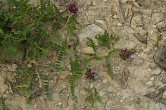 Astragalus hypoglottis