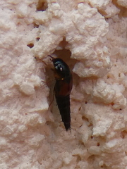 Tachyporus hypnorum