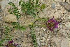 Astragalus hypoglottis