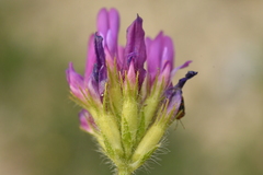 Astragalus hypoglottis