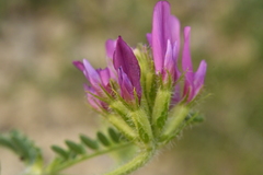 Astragalus hypoglottis
