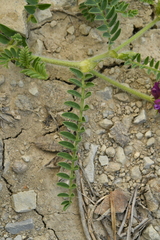 Astragalus hypoglottis