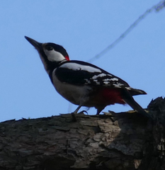 Dendrocopos major