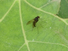 Chrysopilus cristatus